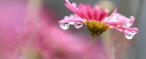 flower-pink-water