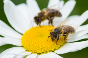 dreamstime bees l 42704880 300x200 - Charcoal for Bee Stings
