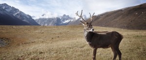 deer 300x123 - Q and A: Using Pure NonScents to keep Hunting Clothing Odor Free