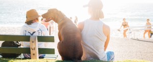 dog 300x123 - Q and A: 11 year old Staffordshire that has been diagnosed with liver and spleen cancer.