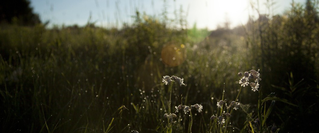 landscape nature sunny flowers 1060x444 - Q and A: Information on Using Activated Charcoal for Snake Bites