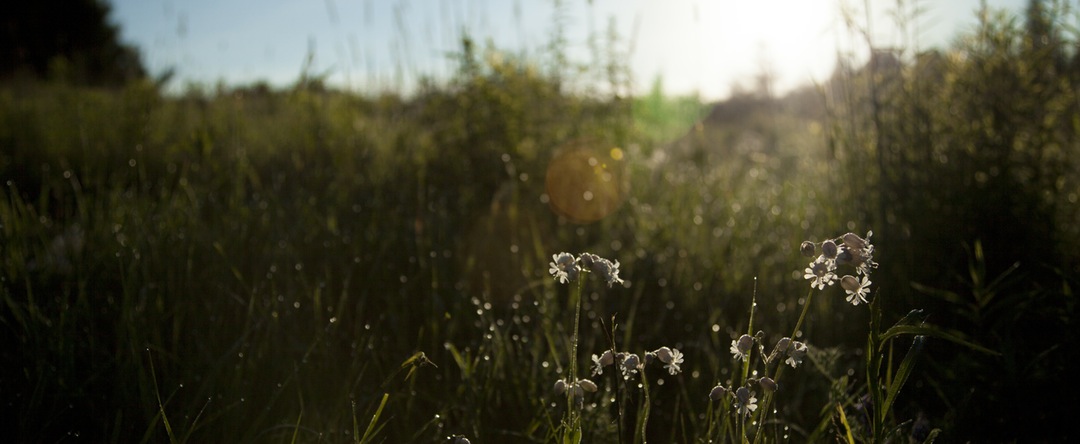 landscape nature sunny flowers - Q and A: Information on Using Activated Charcoal for Snake Bites