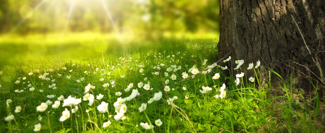 grass flowers - Using Activated Carbon Fabric to Wear?
