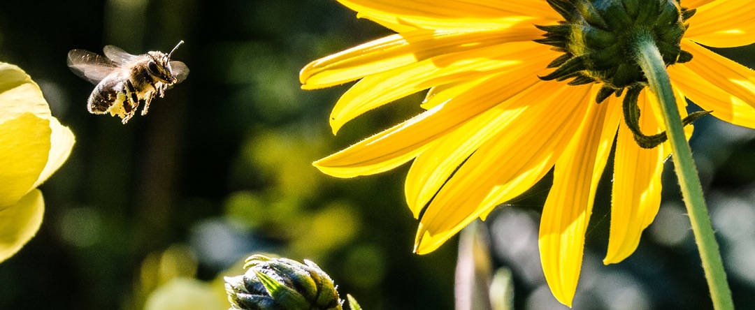 bee flower - Charcoal for Bee Stings