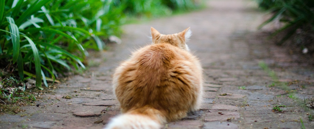cat - Q and A: How to use Activated Charcoal to remove cat urine odor?