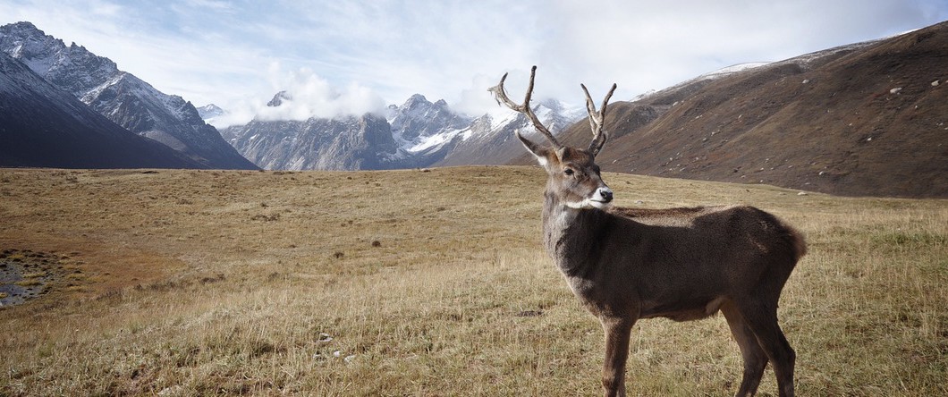 deer 1060x444 - Q and A: Using Pure NonScents to keep Hunting Clothing Odor Free