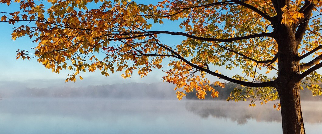 fall tree 1060x444 - Tree Poisonings in New Mexico