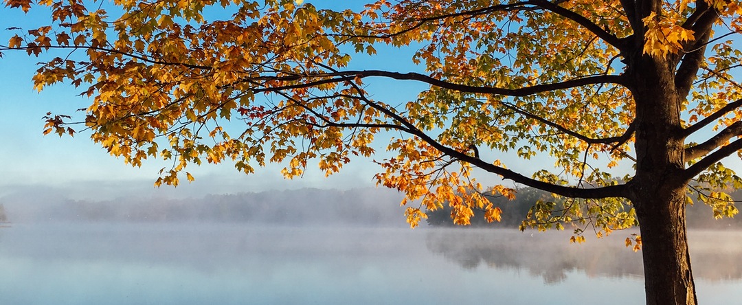 fall tree - Tree Poisonings in New Mexico