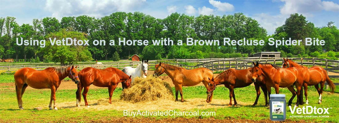 Horses VetDtox - Using Activated Charcoal on Horse with Brown Recluse Bite
