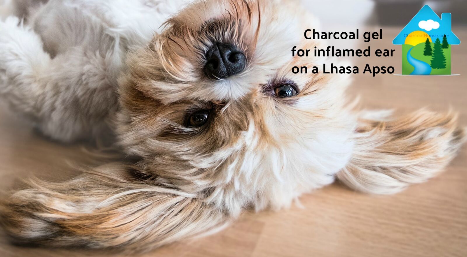 Charcoal for inflamed ear on dog header - Can Charcoal Help Inflamed Dog Ear?