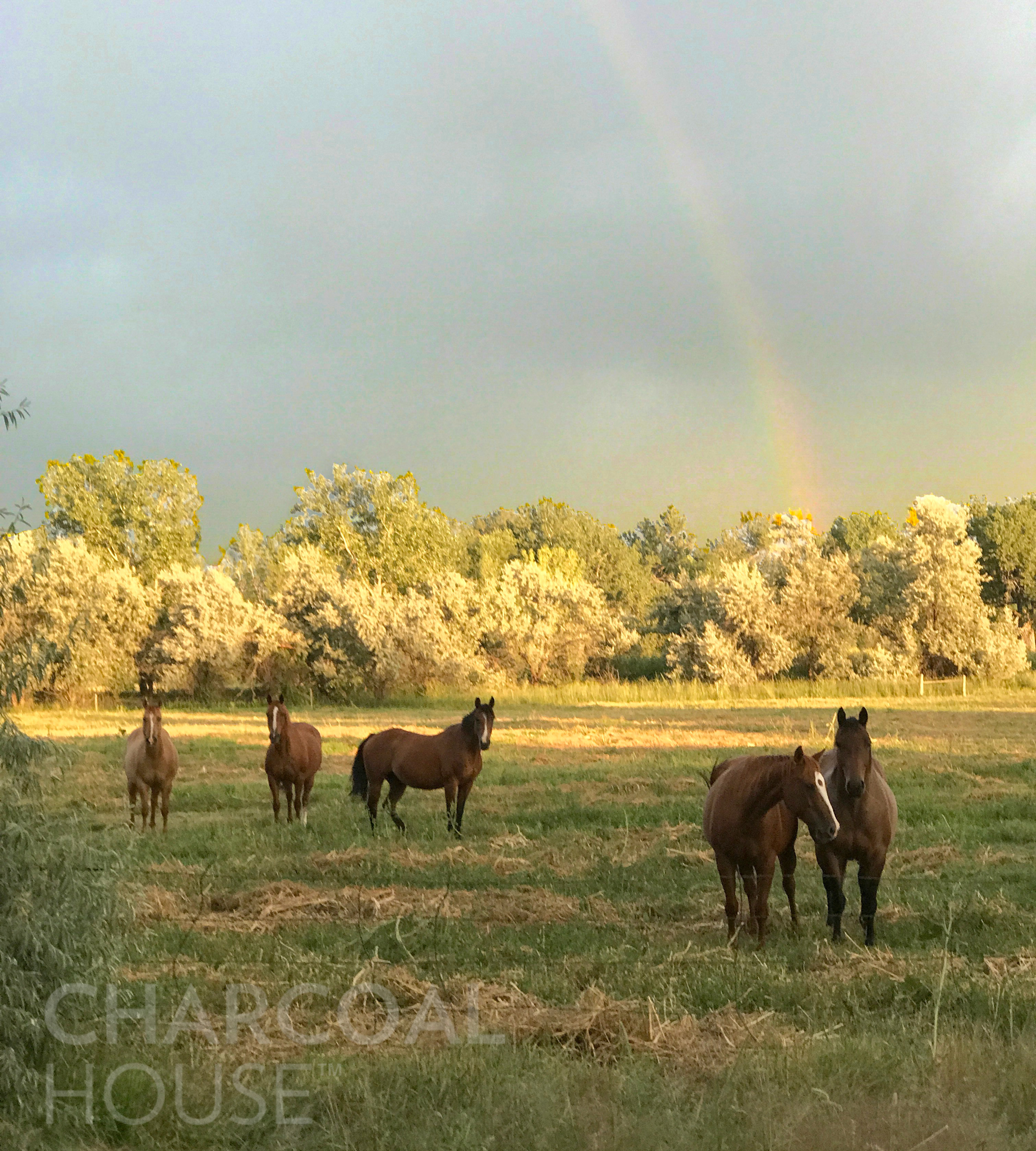 Horse rainbow2 - Do Charcoal Poultices REALLY Work?