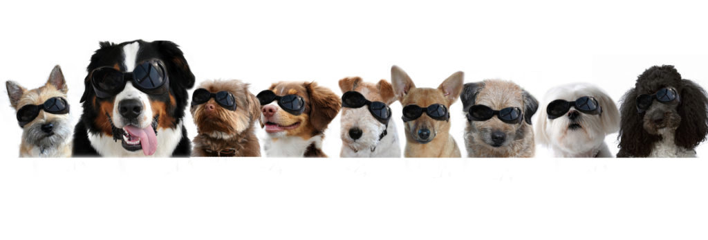 dreamstime m 93123044 1024x347 - Dog Days of Summer!
