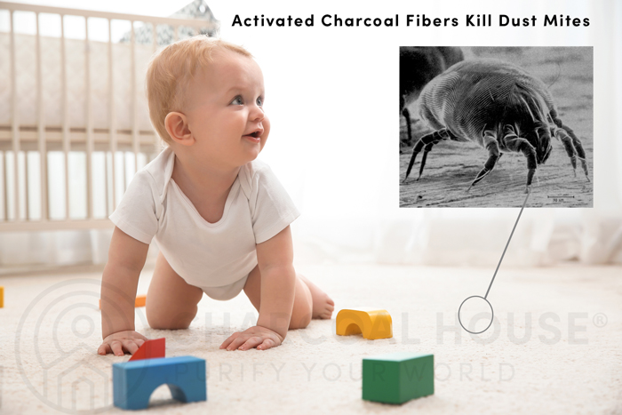 Dust mite blog post final - Activated Charcoal Kills Dust Mites
