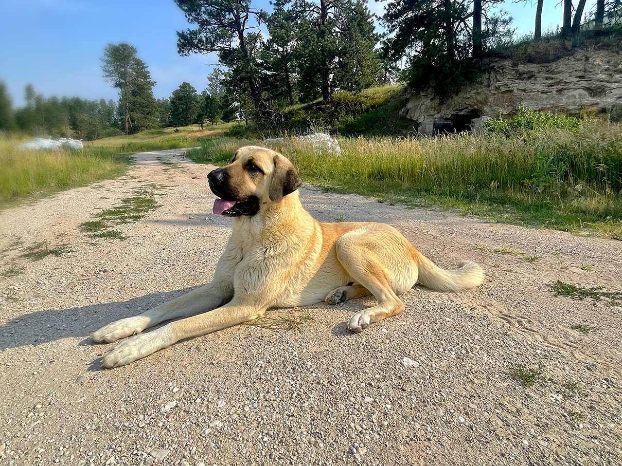 Dog Barney, Pseudomonas & Super Natural Charcoal