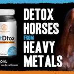 FB Horse1 150x150 - How to Store Activated Charcoal Patches