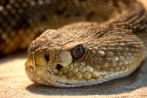 2 300x200 - Charcoal for Rattlesnake Bites: What To Do When A Snake Bites Your Dog