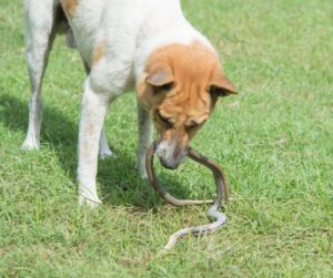 Dog WSnake 300x251 - Charcoal for Rattlesnake Bites: What To Do When A Snake Bites Your Dog