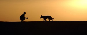 dog trainer silhouettes sunset 38284 300x123 - Question: Charcoal for dog with itchy skin