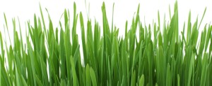 grass 300x123 - Neutralize Herbicide killing Lawn Grass