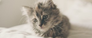 kitten 300x123 - Q and A: How to use Activated Charcoal to remove cat urine odor?