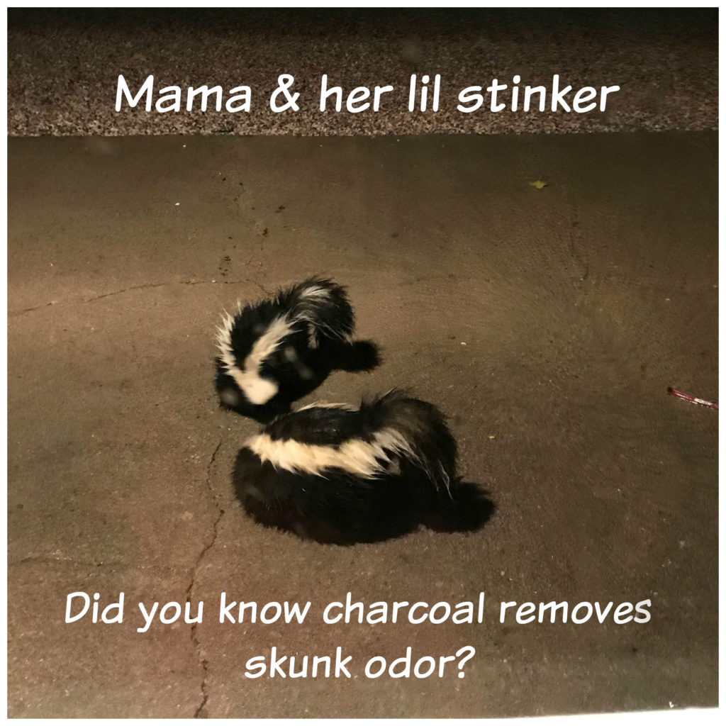 skunk 22 1024x1024 - Did you know charcoal removes skunk odor?