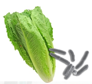 ecoli sq 300x274 - Romaine Lettuce E-coli and Activated Charcoal
