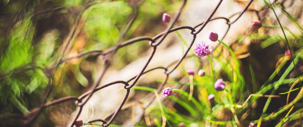 flowers fence 1060x444 - Q and A: Can Activated Charcoal help or exacerbate Hypoglycemic symptoms