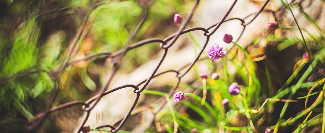 flowers fence - Q and A: Can Activated Charcoal help or exacerbate Hypoglycemic symptoms