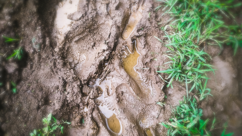 muddy-grass-soil-detox