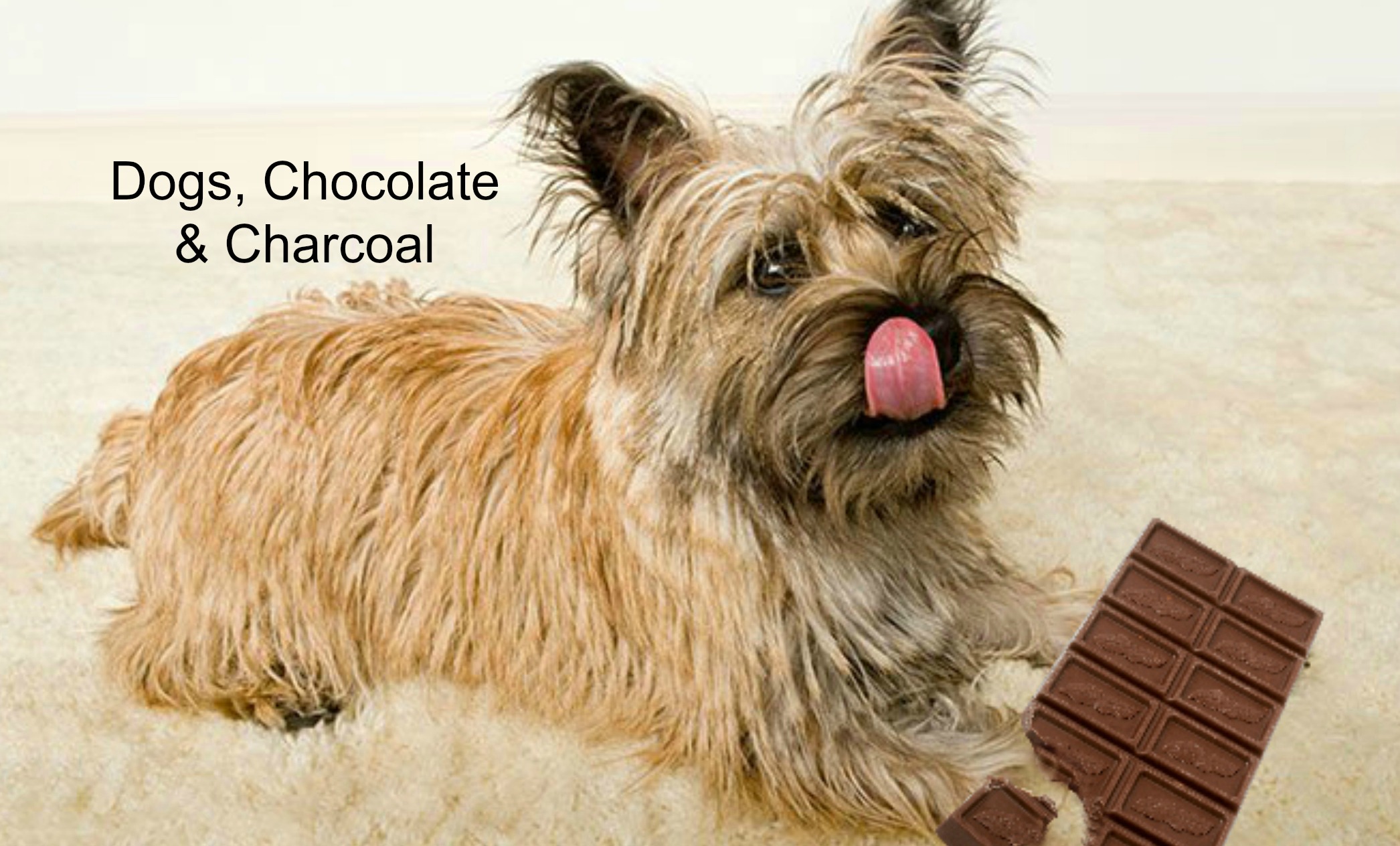 Dogs Chocolate Charcoal header - Dogs, Chocolate and Charcoal