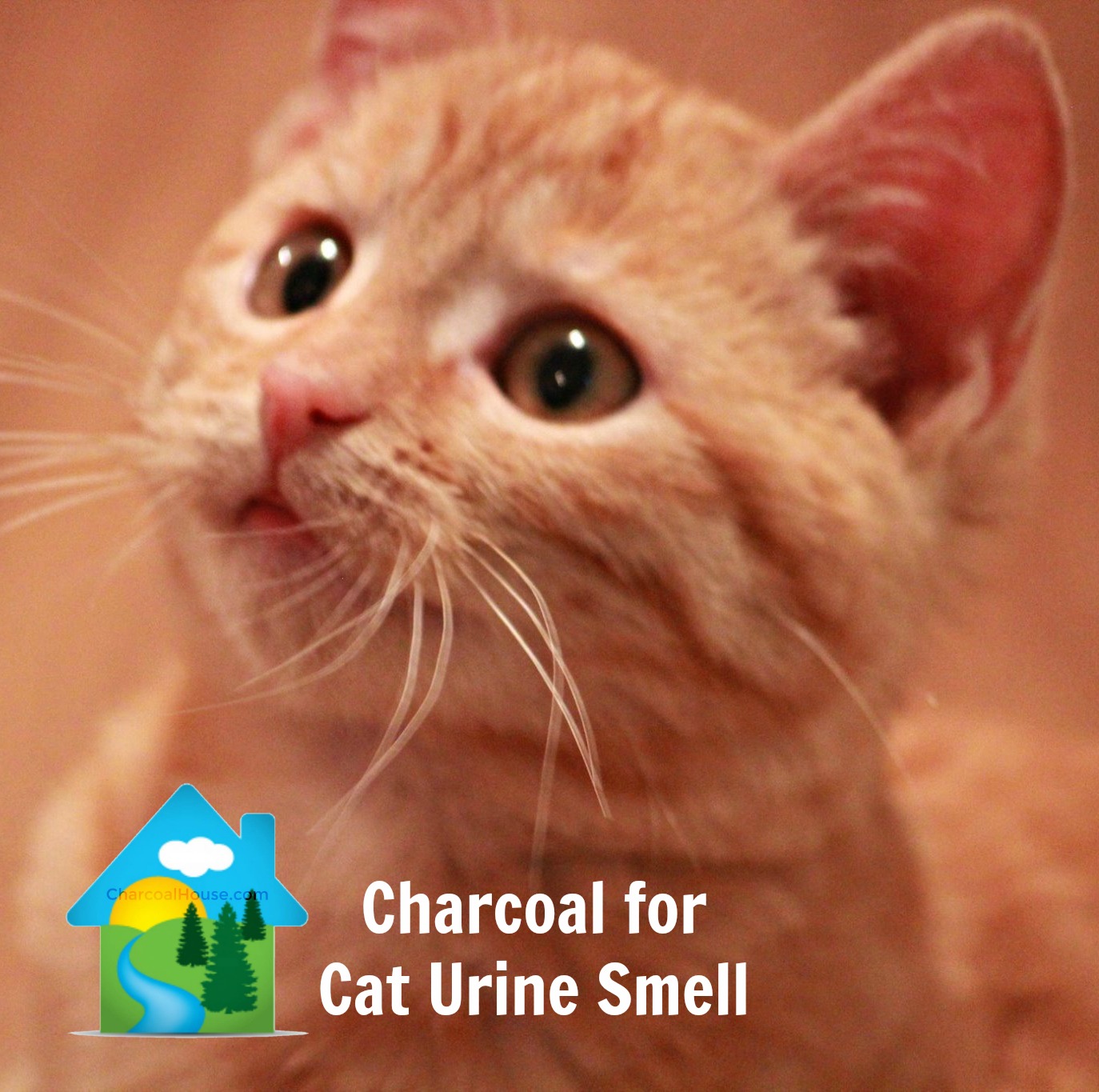 charcoal for cat urine smell - Charcoal for Cat Urine Smell