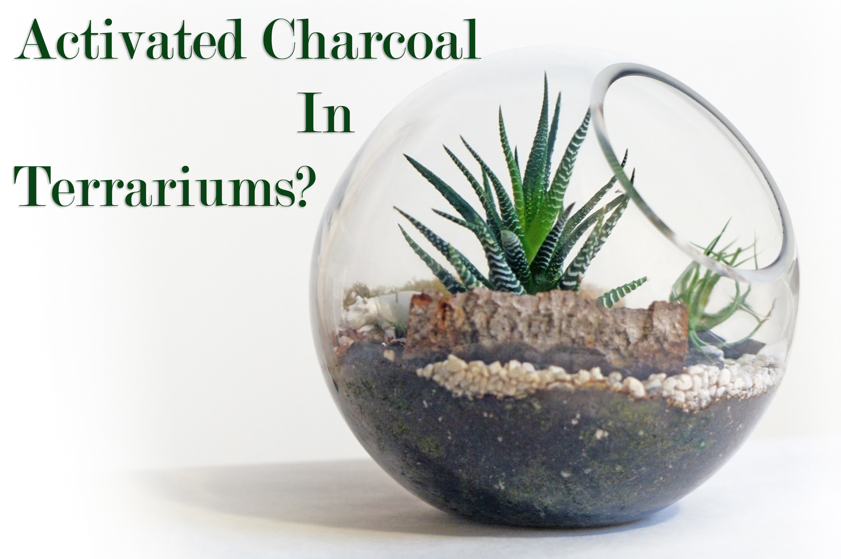 Terrariums for web - Charcoal in Terrariums