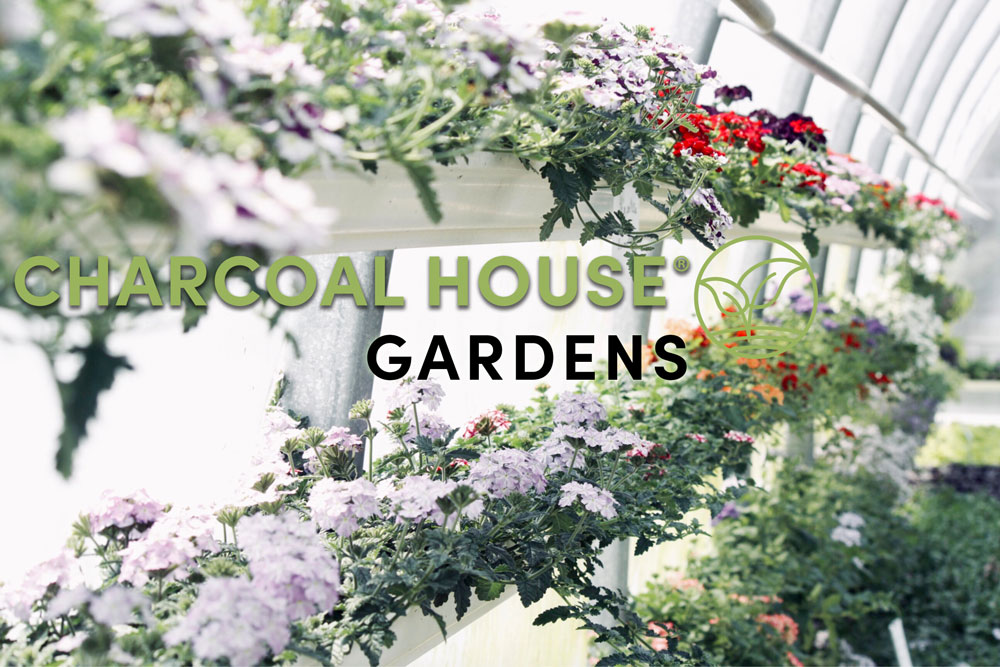 Green House Flowerd 1 - Black Thumb, The New Green!