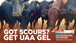 FB Scours3 267x150 - UAA Gel for Scours In Cattle
