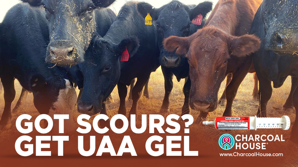 FB Scours3 - UAA Gel for Scours In Cattle