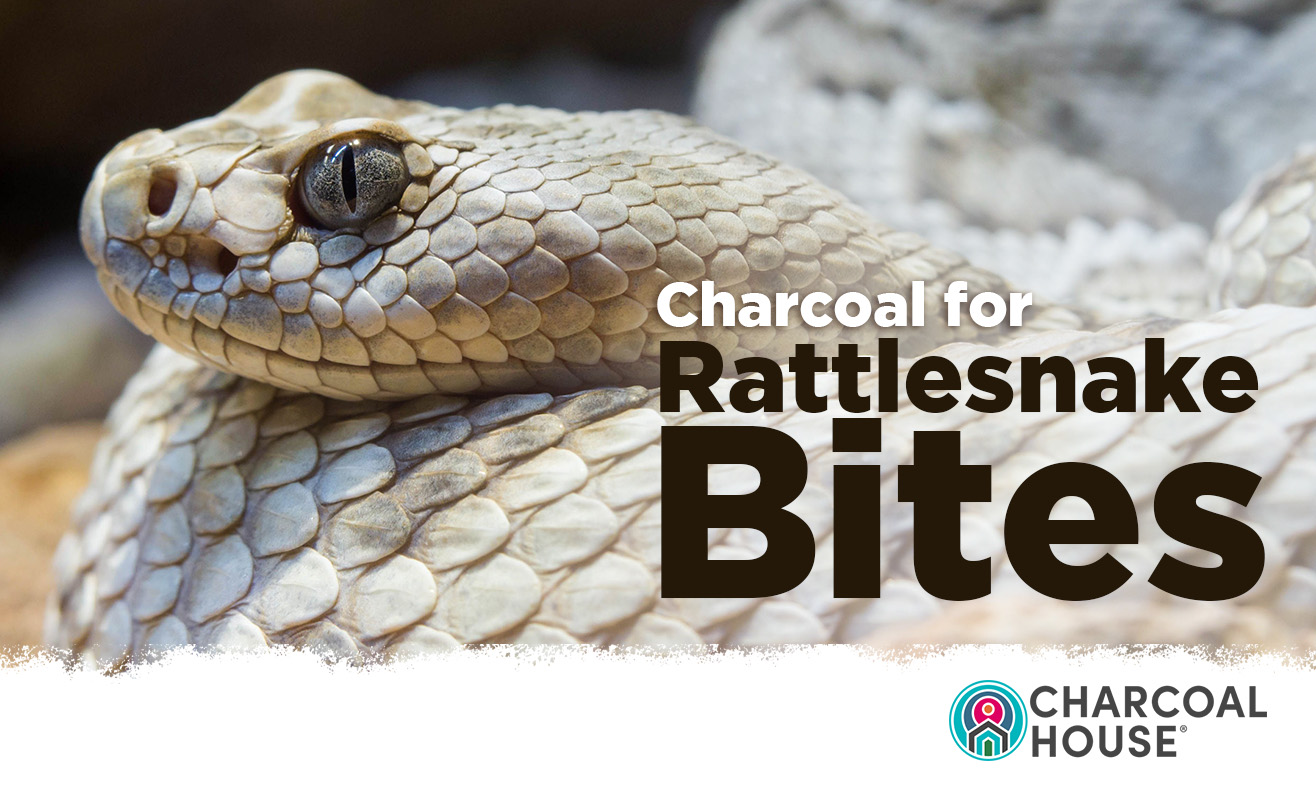 Rattlesnake Bite - Charcoal for Rattlesnake Bites: What To Do When A Snake Bites Your Dog